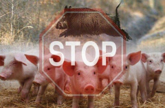 Внимание! Африканская чума свиней