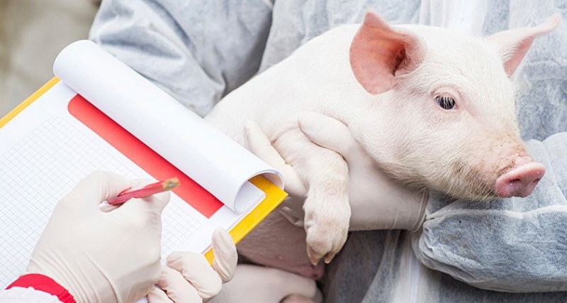 О принятии дополнительных мер по предупреждению распространения и ликвидации очагов высокопатогенного гриппа птиц и африканской чумы свиней