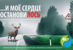 В Калужской области увеличилось количество ДТП с участием диких животных