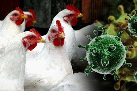 Памятка населению по гриппу птицы